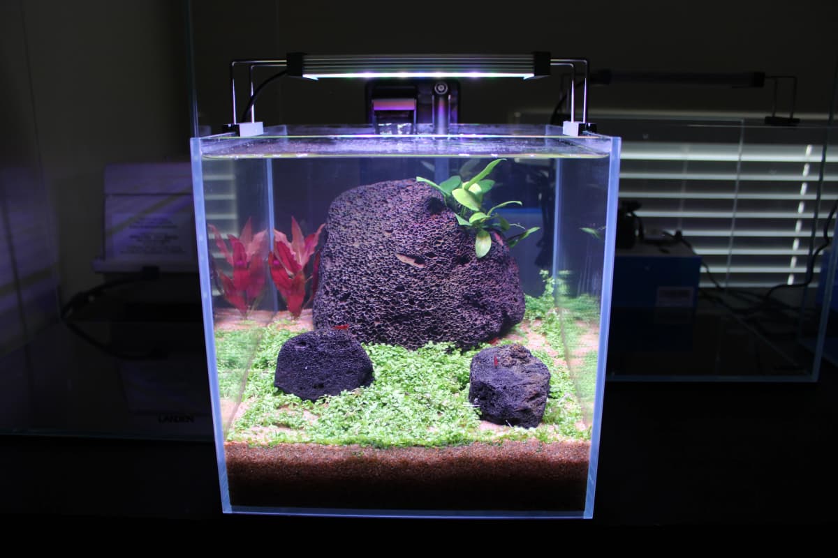 Aquascape 5