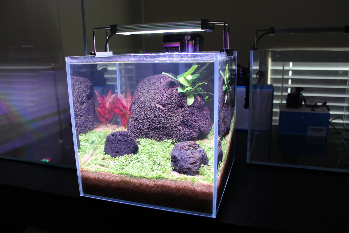 Aquascape 6