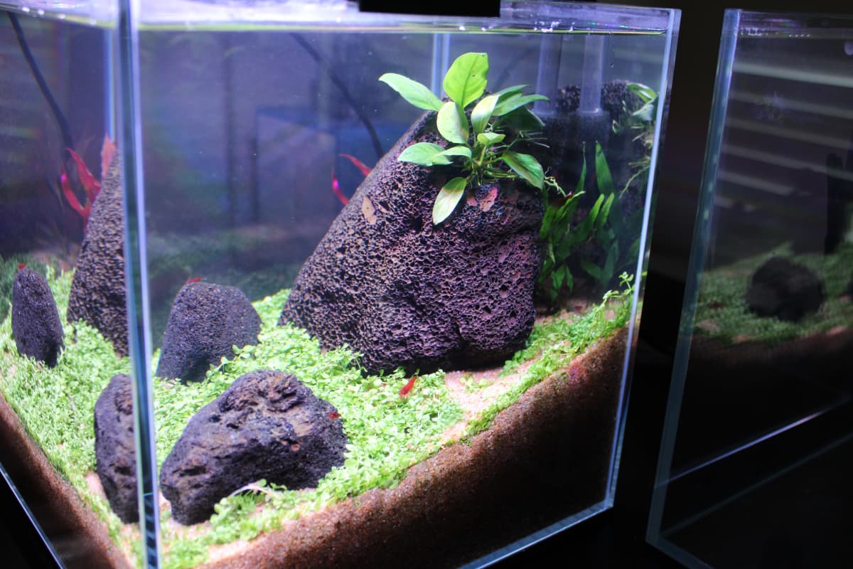 Aquascape 1