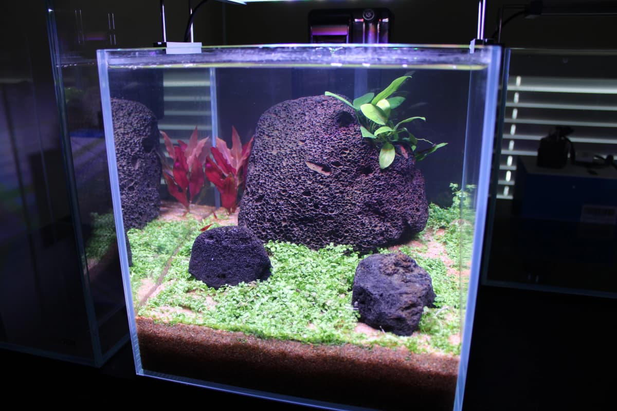 Aquascape 2