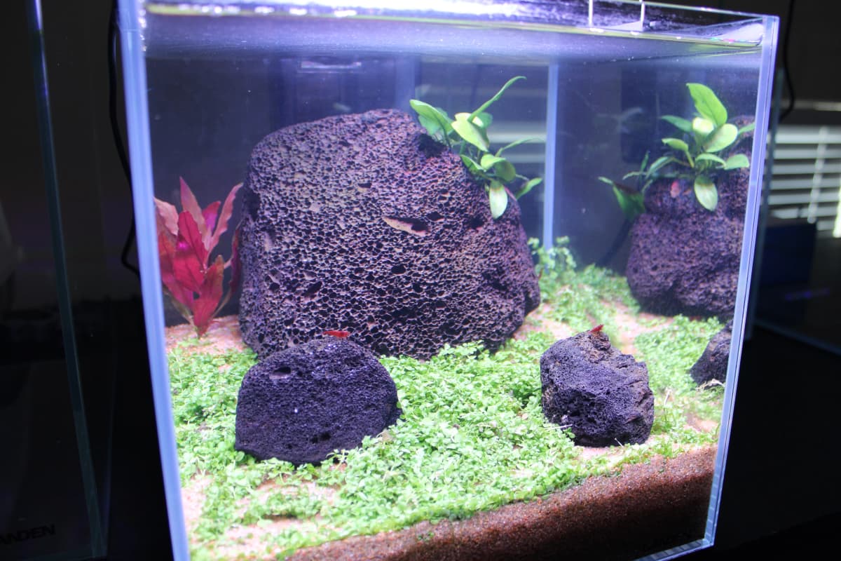 Aquascape 3