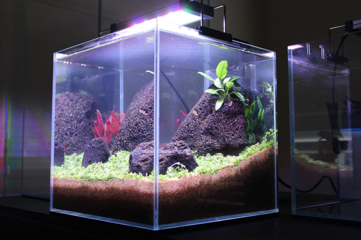 Aquascape 4