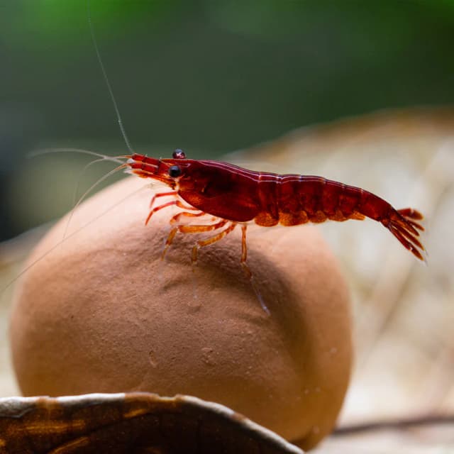 Bloody Mary Shrimp