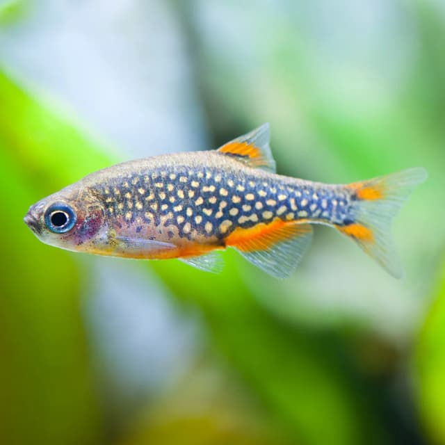 Celestial Pearl Danio