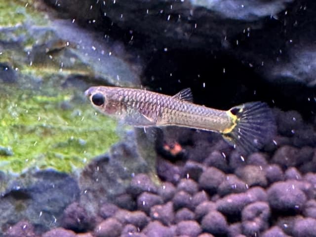Guppy Female