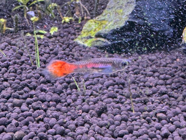 Guppy Male