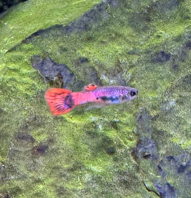 Guppy Male