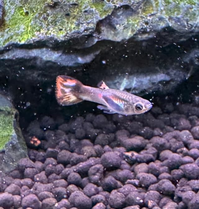 Guppy Male
